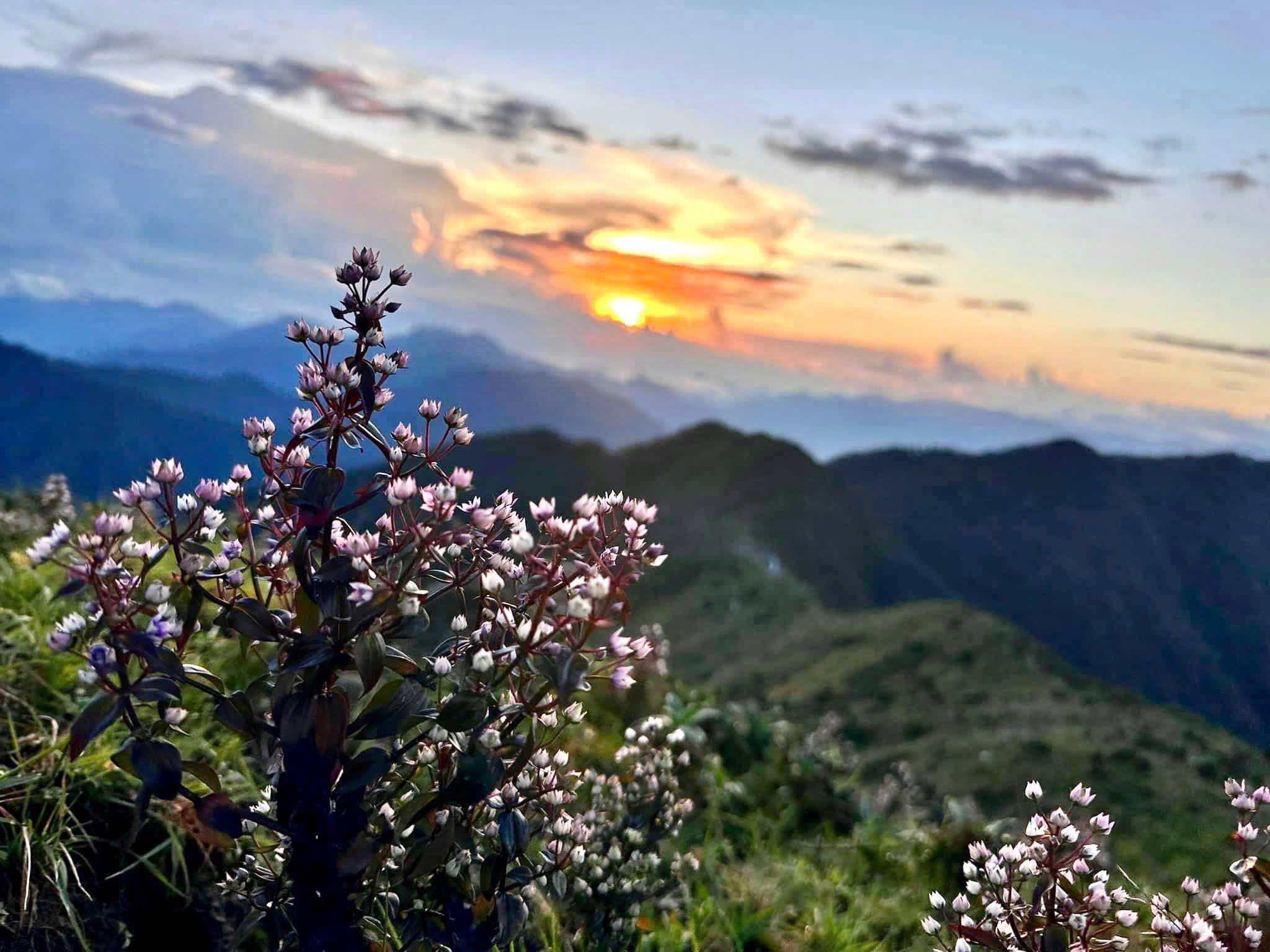 Hoa dại nở trên ngọn núi lúc hoàng hôn